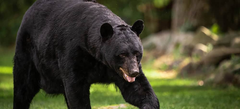 National Bubbly Day (June 7th, 2025) Days Of The Year