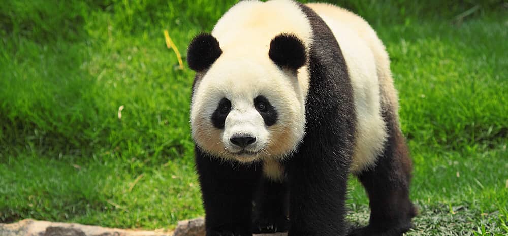 National Panda Day (March 16th) Days Of The Year