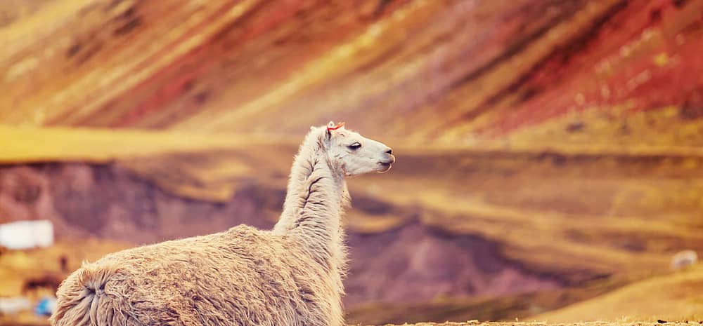 National Llama Day (December 9th) Days Of The Year