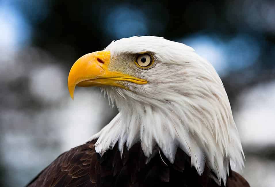 NATIONAL AMERICAN EAGLE DAY - June 20, 2024 - National Today
