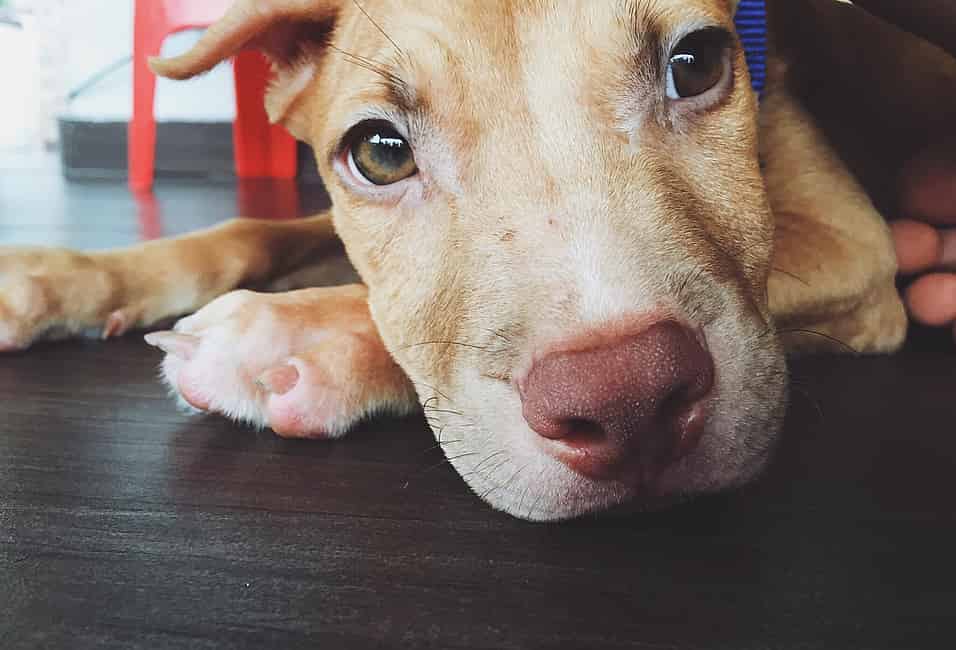 Getting to know pitties: Myth or fact? - The Humane Society for Tacoma &  Pierce County
