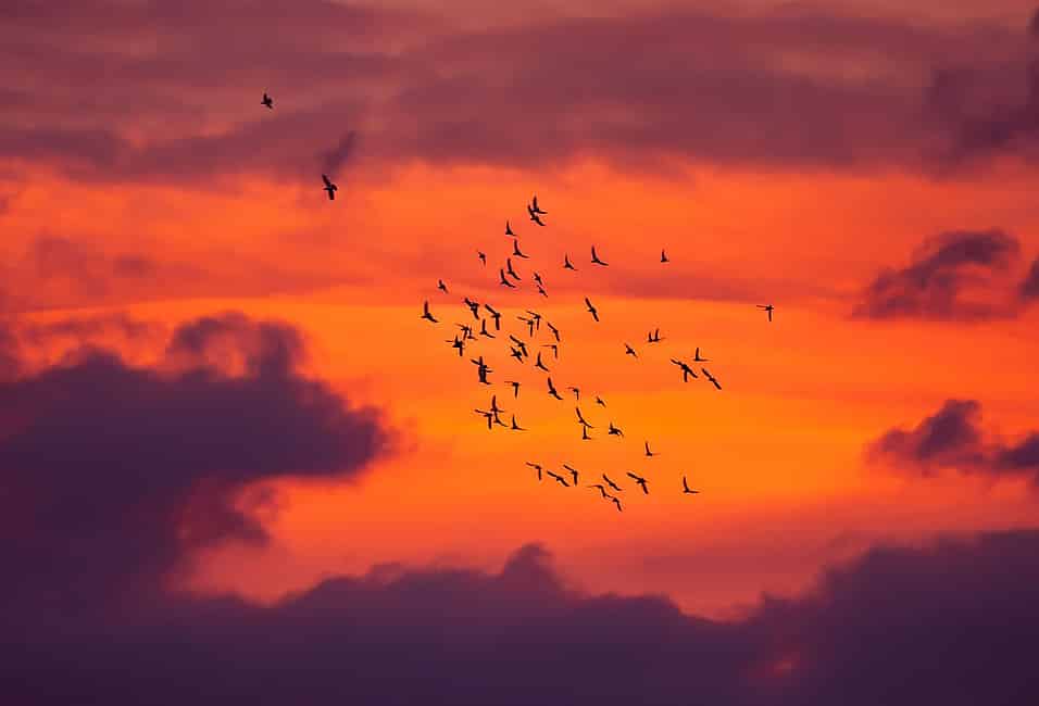 World Migratory Bird Day 2025