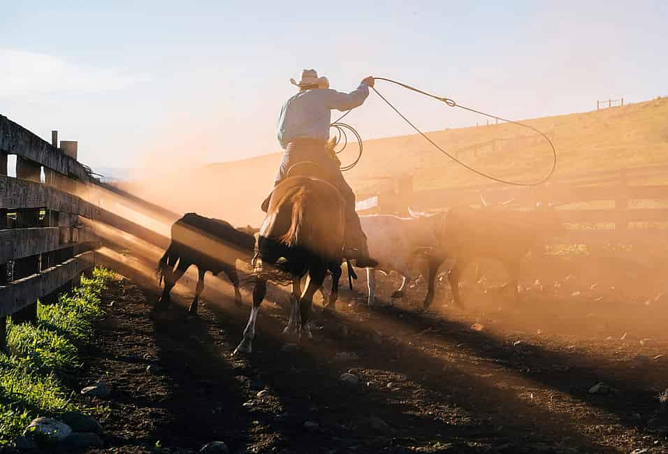 Cowboy Lifestyle Network - Let your babies grow up to be cowboys