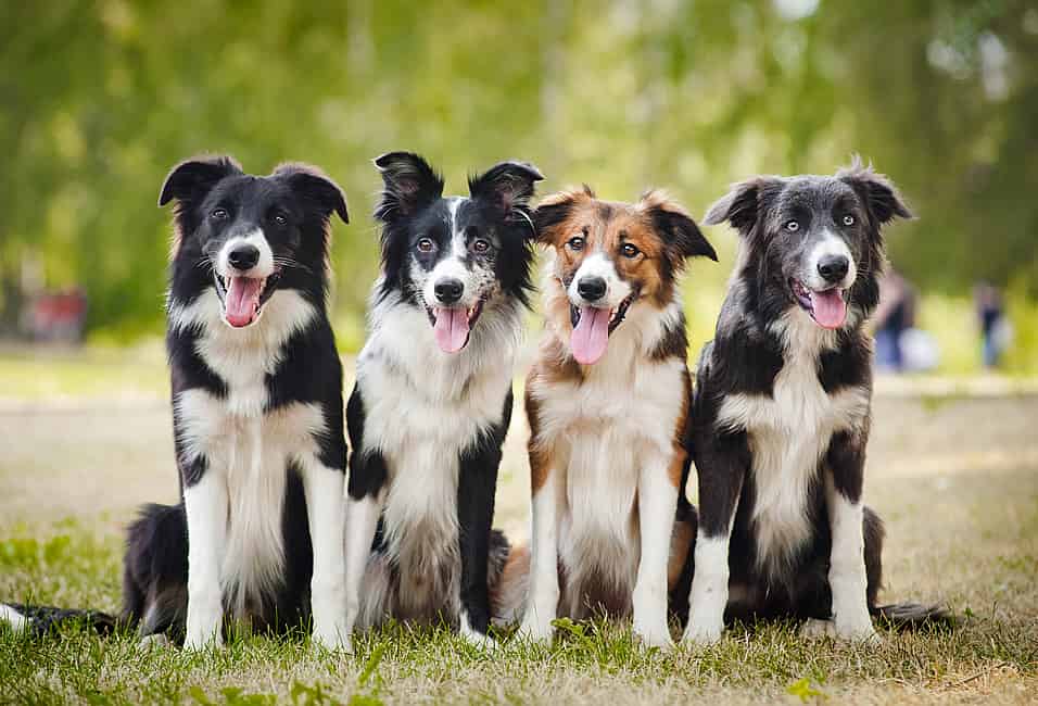 National Dog Day: A Special Date for All Dog Lovers