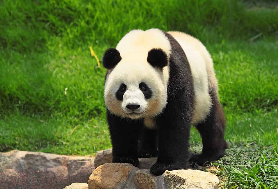 National Panda Day (March 16th)