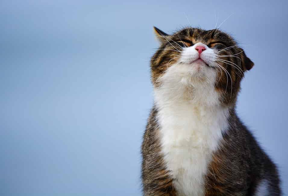 Happy Cat Month (September 2024) | Days Of The Year