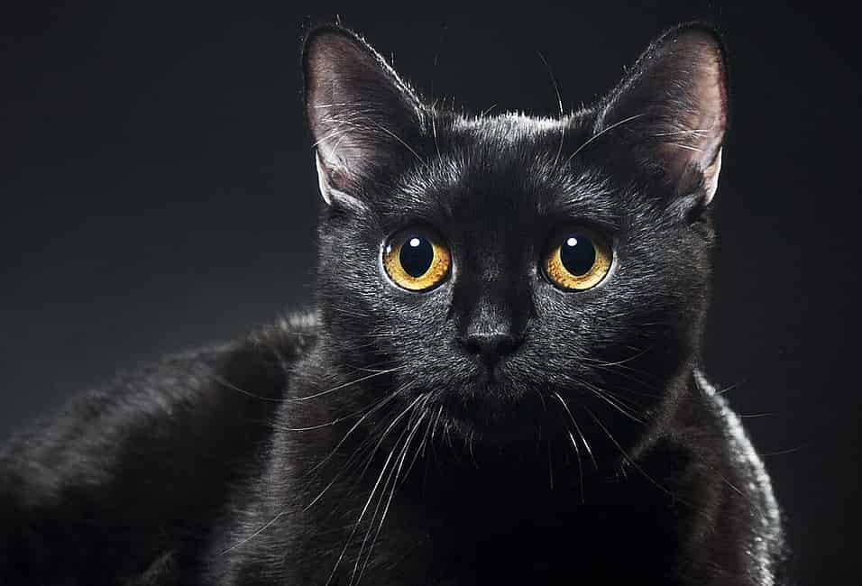 National Black Cat Appreciation Day: 5 top black cat breeds that