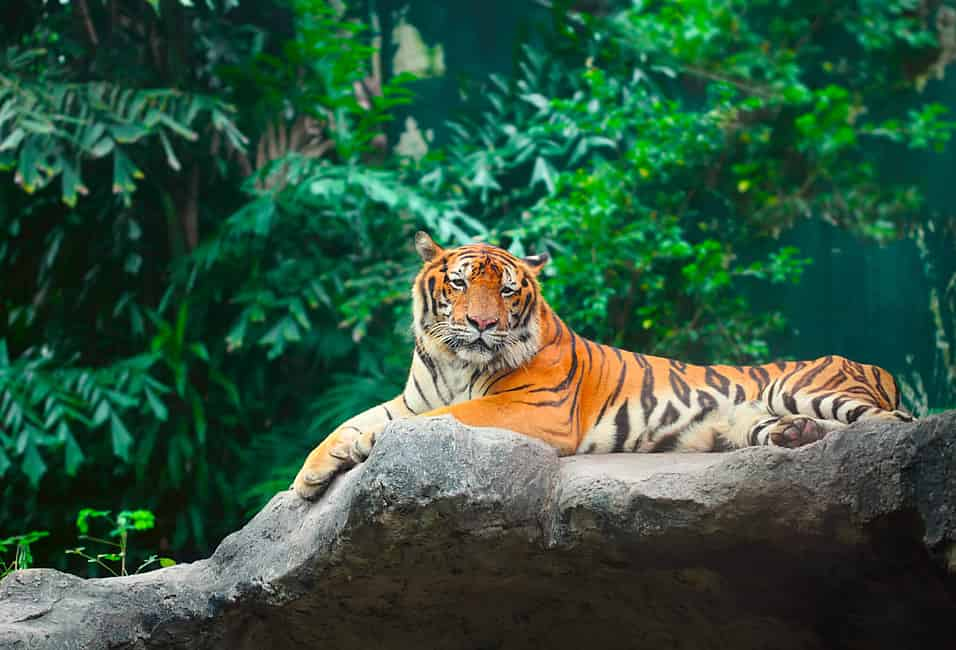 International Tiger Day: Fascinating Facts About the Biggest Wild Cats