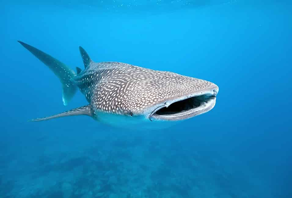 Whale Shark Swimming: Why is May the Best Month