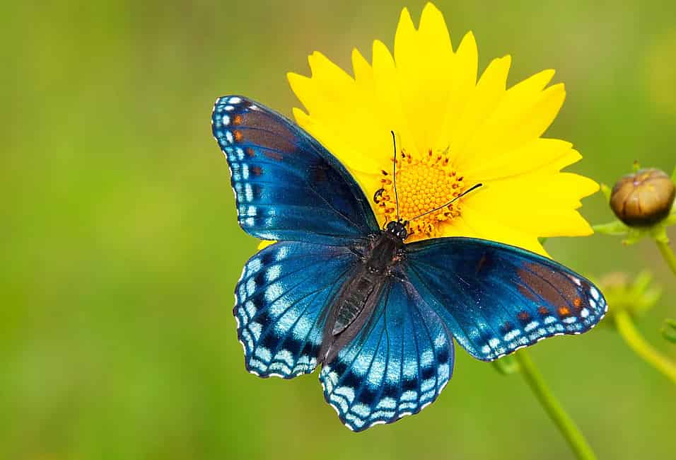 National Learn About Butterflies Day (March 14th)
