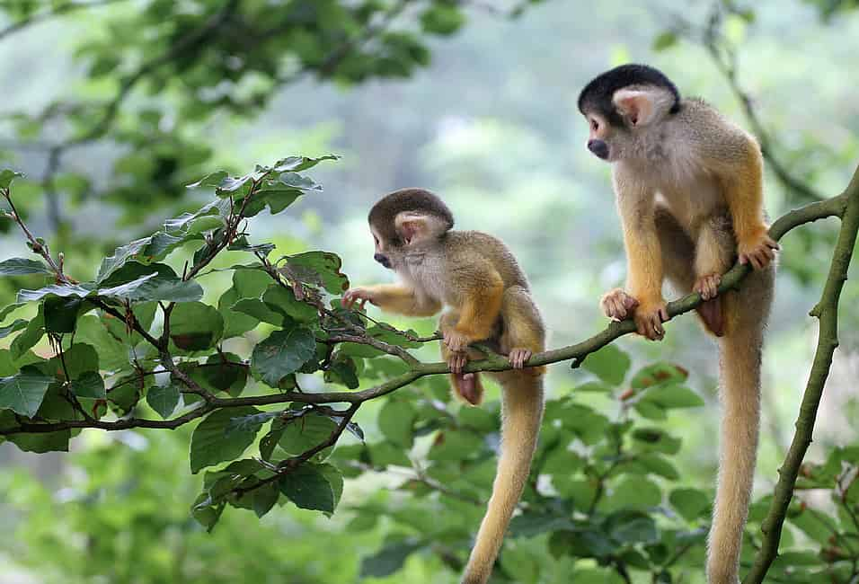 Monkeys experience the visual world the same way people do