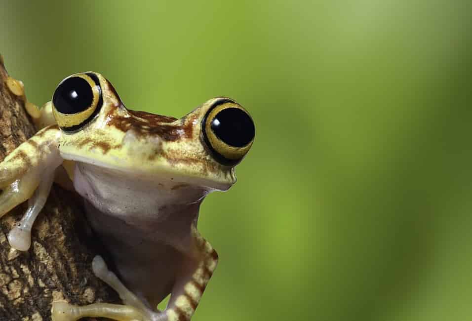Save The Frogs Day (April 28th)