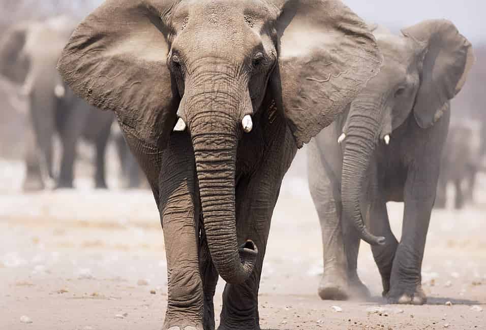 How Many Elephants Are Left In The World?