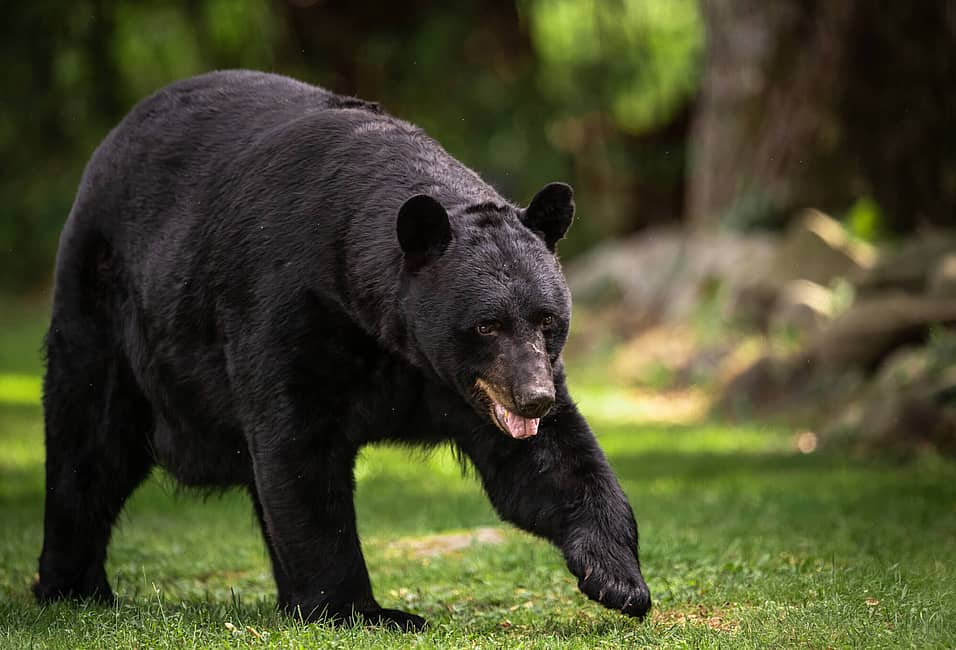National Black Bear Day (June 3rd, 2023) | Days Of The Year