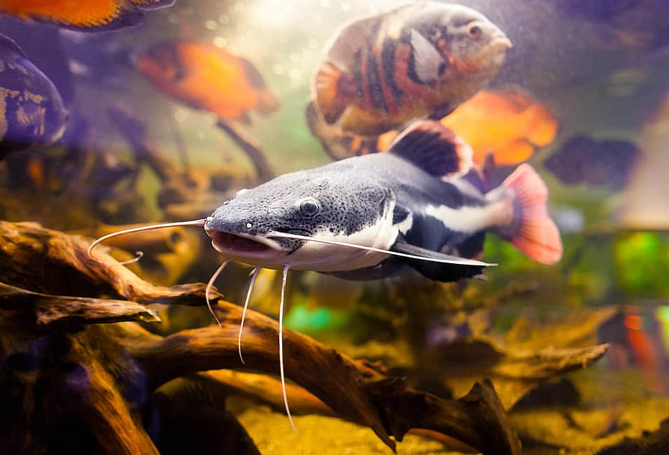 National Catfish Day (June 25th) | Days Of The Year National Catfish Day (June 25th) | Days Of The Year