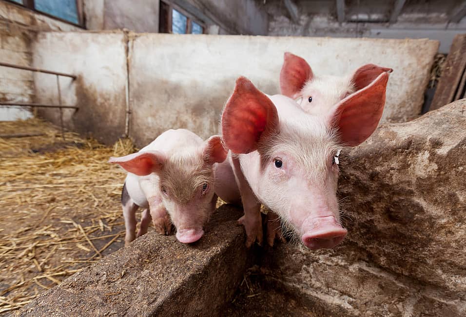World Farm Animals Day (October 2nd) | Days Of The Year World Farm Animals Day (October 2nd) | Days Of The Year