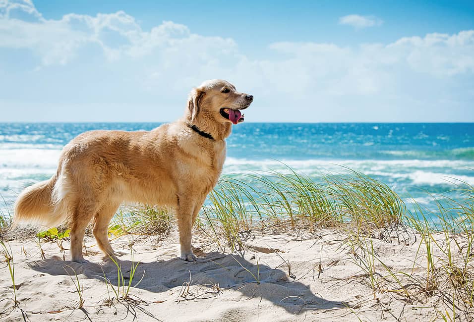 golden retriever singapore