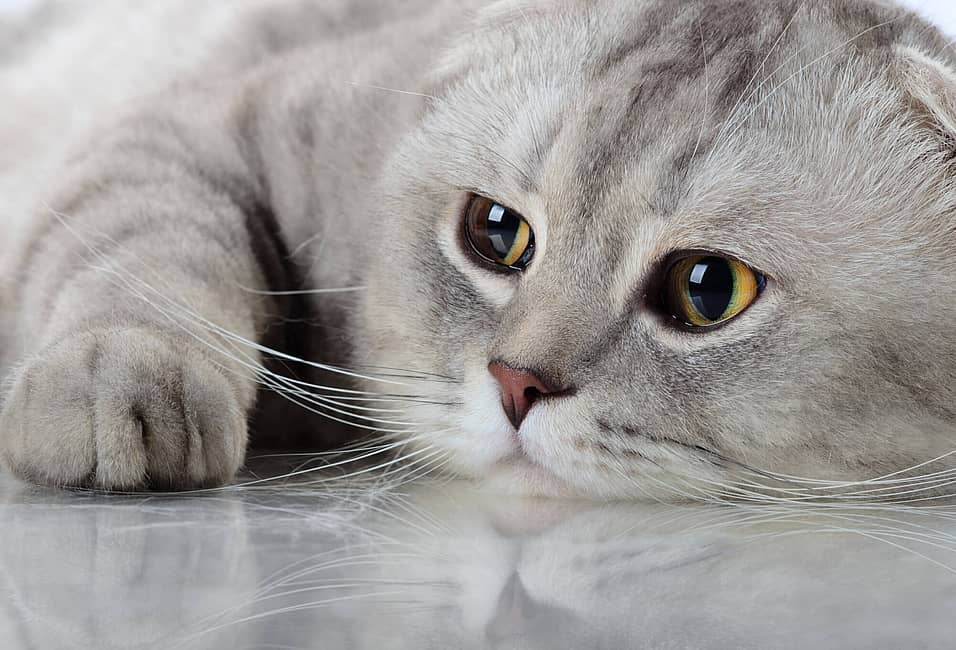 International Cat Day (August 8th) | Days Of The Year