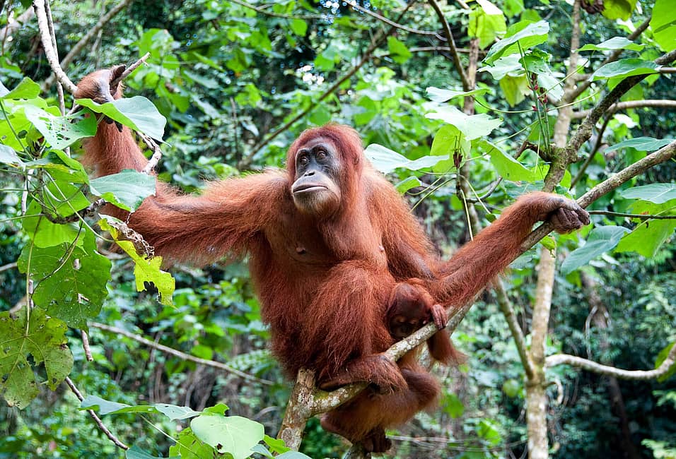International Orangutan Day (August 19th) | Days Of The Year