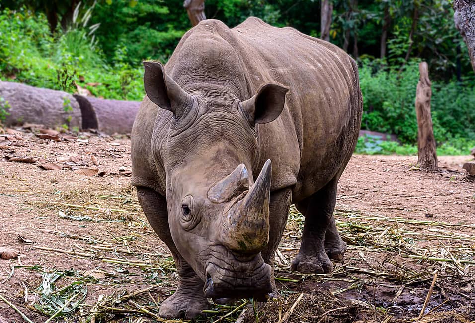 International Animal Rights Day (December 10th) | Days Of The Year International Animal Rights Day (December 10th) | Days Of The Year
