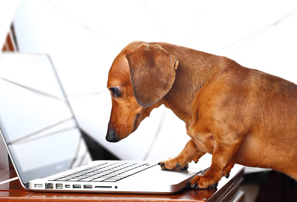 National Take Your Dog to Work Day (June 23rd, 2023) | Days Of The Year National Take Your Dog to Work Day (June 23rd, 2023) | Days Of The Year