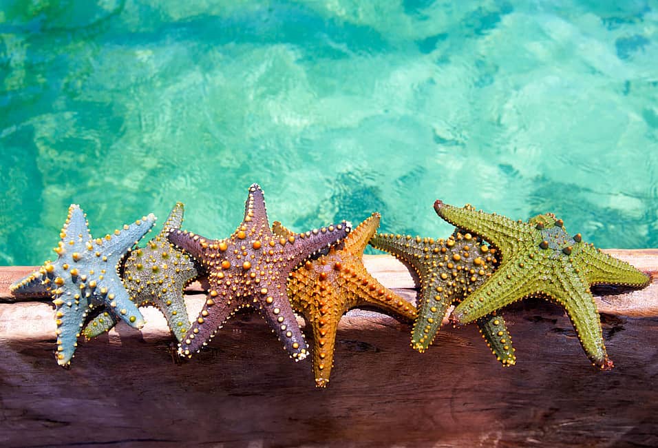 World Aquatic Animal Day (April 3rd) | Days Of The Year World Aquatic Animal Day (April 3rd) | Days Of The Year
