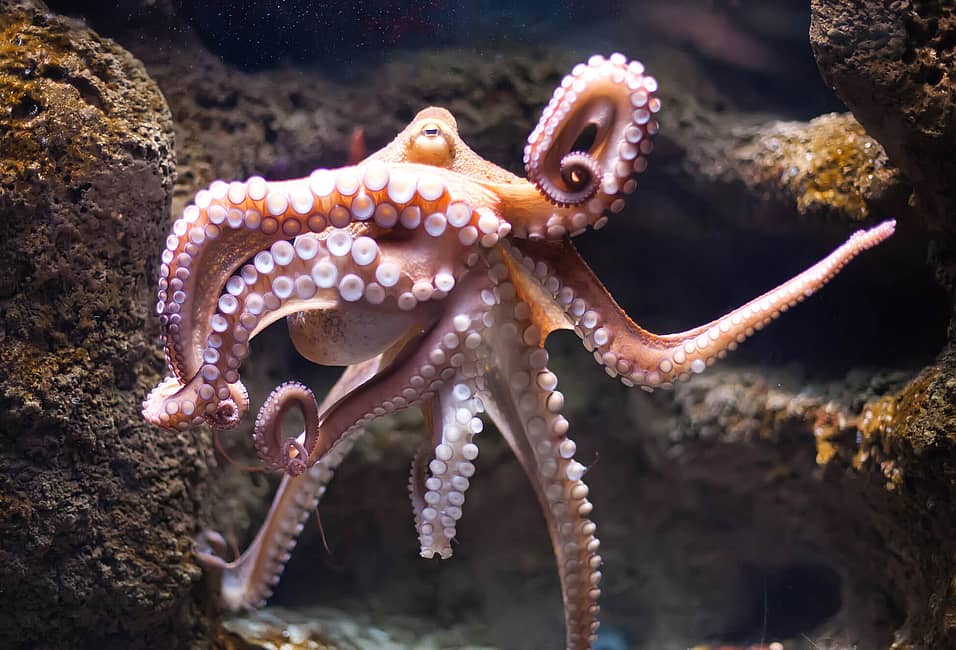 World Octopus Day (October 8th) | Days Of The Year