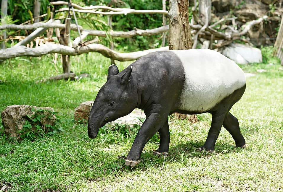 World Tapir Day (April 27th) | Days Of The Year World Tapir Day (April 27th) | Days Of The Year