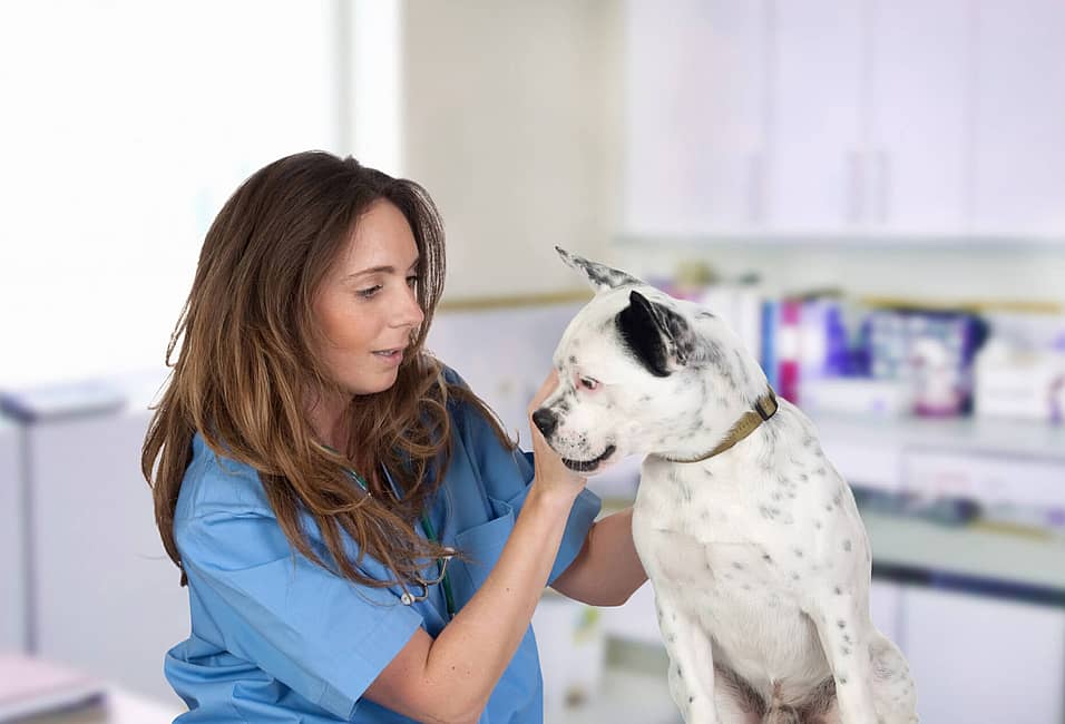 World Veterinary Day (April 29th, 2023) | Days Of The Year World Veterinary Day (April 29th, 2023) | Days Of The Year