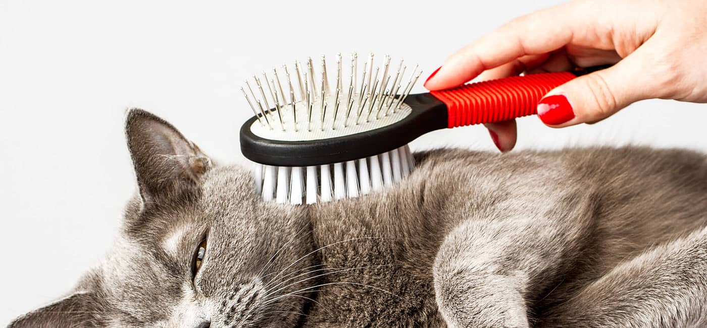 National Hairball Awareness Day | Days Of The Year (April 28th, 2023) National Hairball Awareness Day | Days Of The Year (April 28th, 2023)