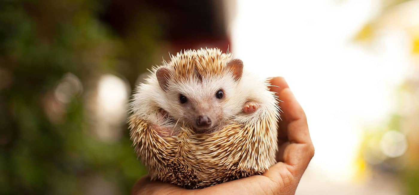 National Hedgehog Day 2025 Uk Casi