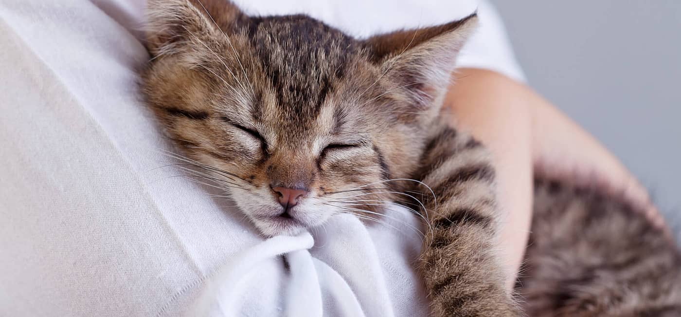 National Hug Your Cat Day (June 4th) | Days Of The Year