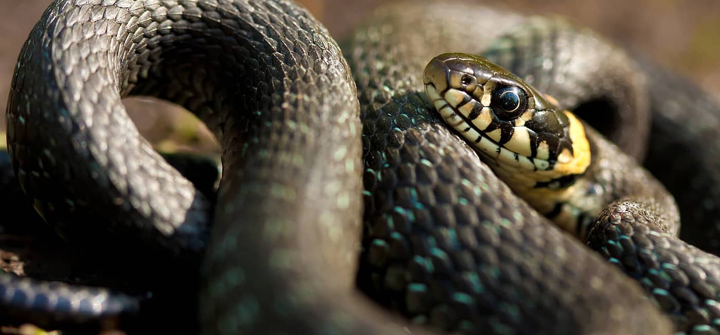 National Serpent Day (February 1st) Days Of The Year