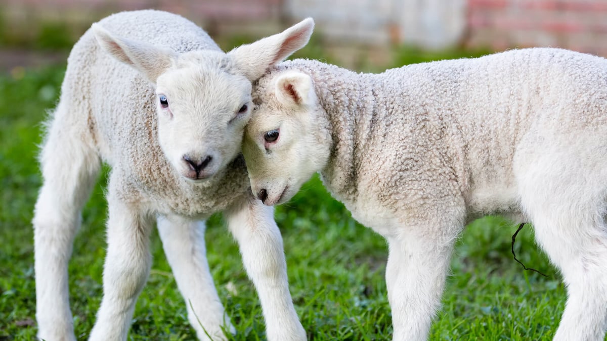 National Hug A Sheep Day (October 29th, 2022) Days Of The Year
