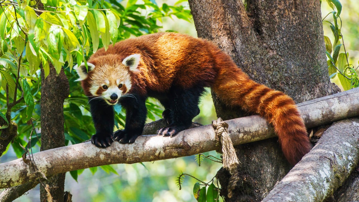 International Red Panda Day September 17th 22 Days Of The Year