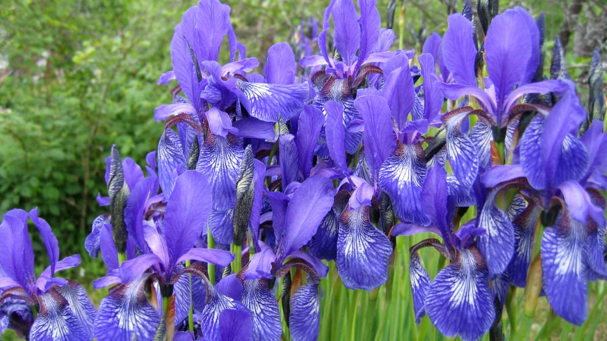 Iris Day (May 8th) Days Of The Year