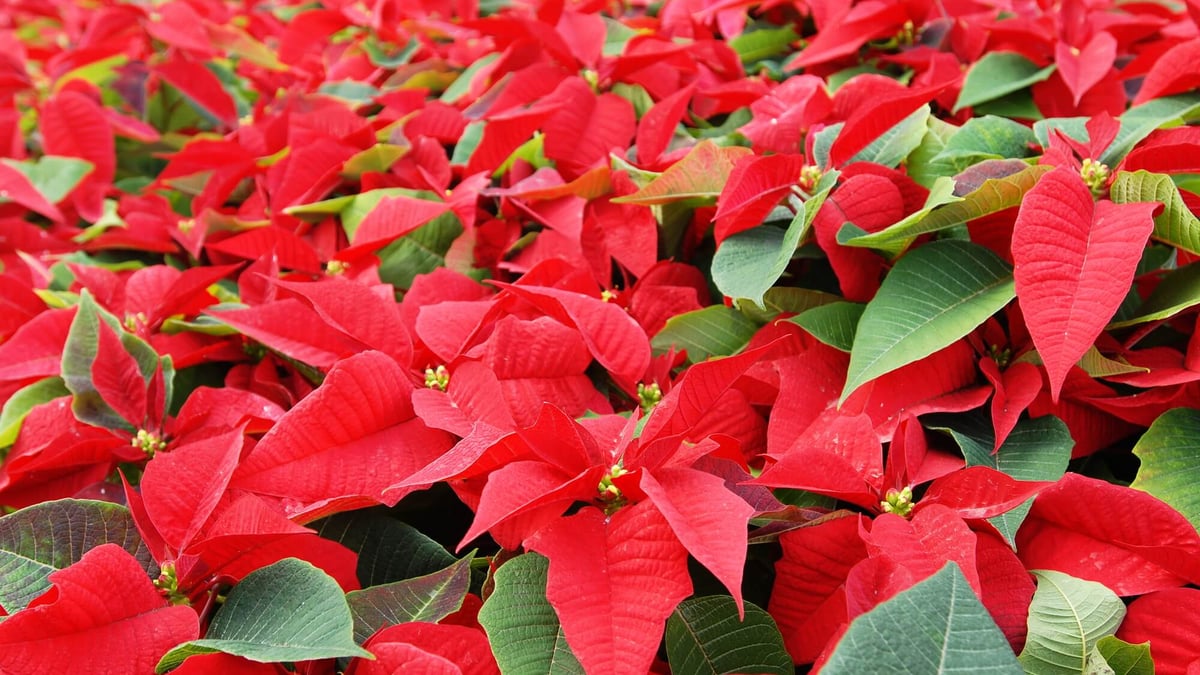 National Poinsettia Day (December 12th)