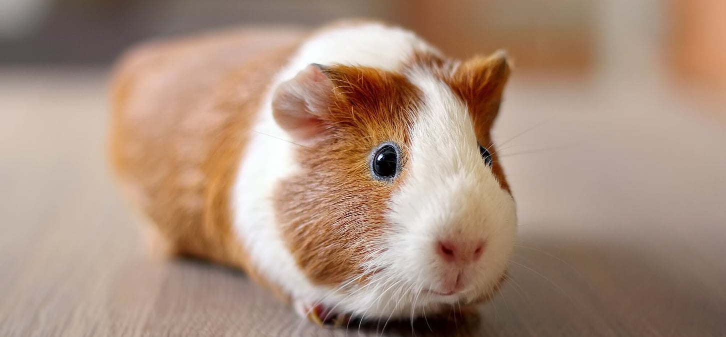 Guinea Pig Appreciation Day (July 16th) Days Of The Year