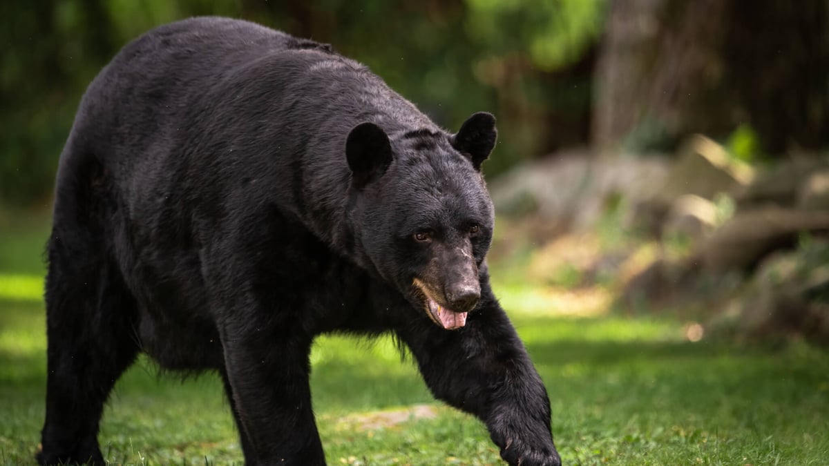 National Black Bear Day (June 1st, 2024)