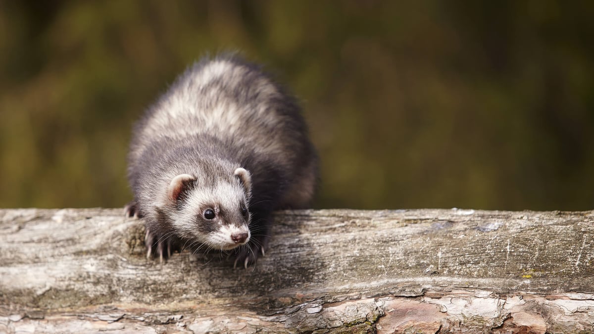 Adopt A Ferret Month (April 2023)