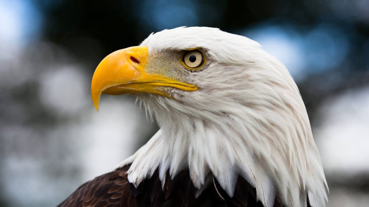 National American Eagle Day (June 20th) | Days Of The Year