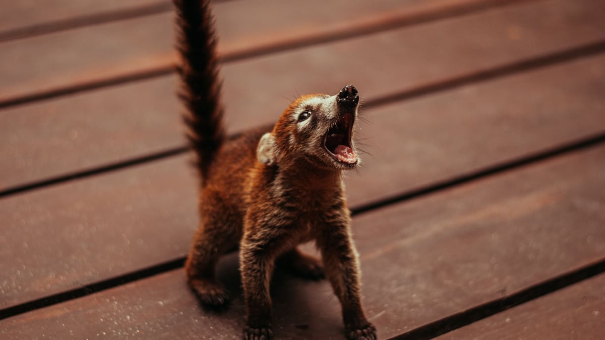 World Coati Day (December 3rd)