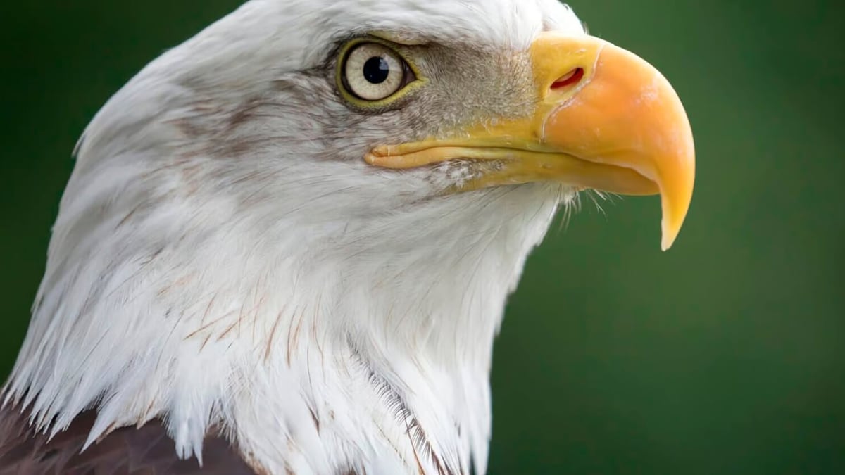 National Save the Eagles Day (January 10th) Days Of The Year