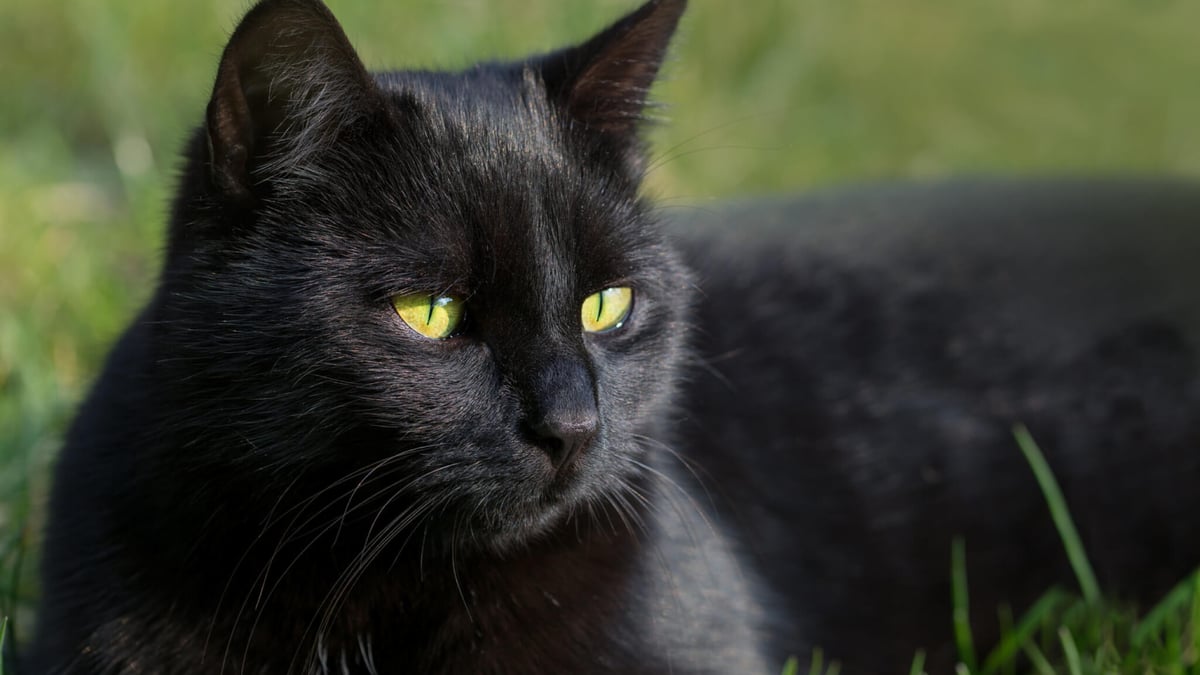 National Black Cat Appreciation Day: 5 top black cat breeds that