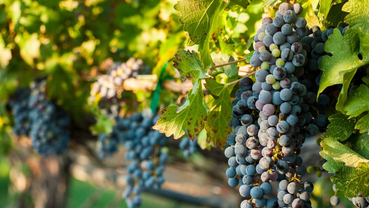 Cabernet Franc Day (December 4th)