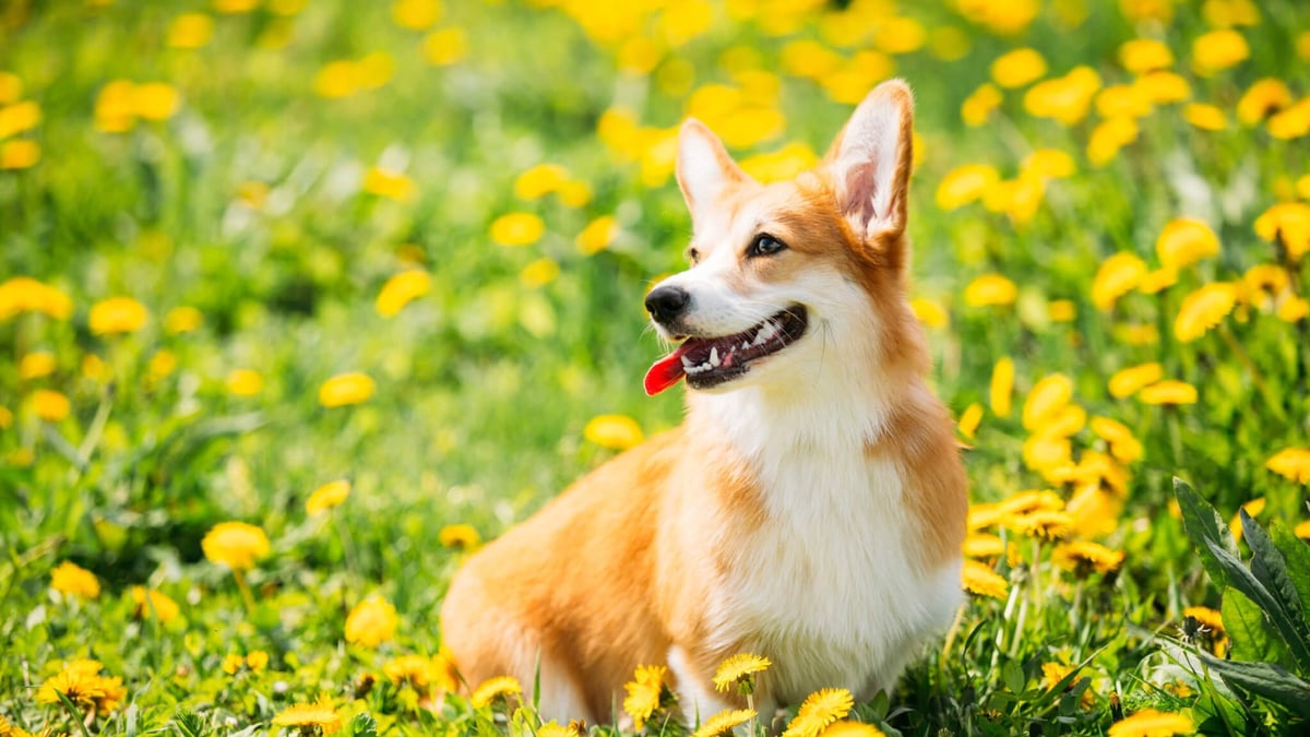 International Corgi Day (June 4th)