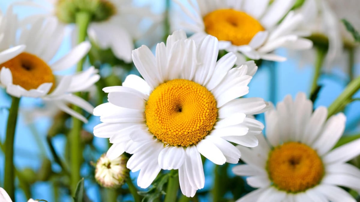 National Daisy Day (January 28th)