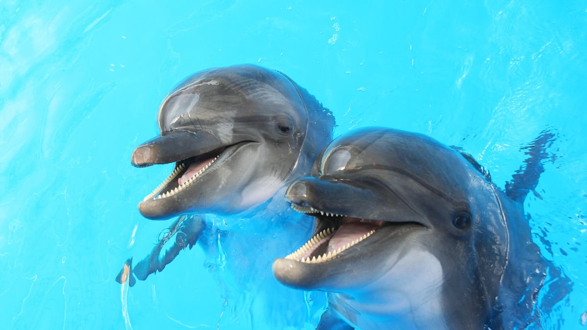 National Dolphin Day (April 14th) | Days Of The Year