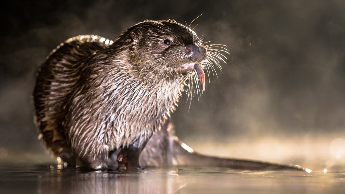 World Otter Day (May 29th, 2024) Days Of The Year