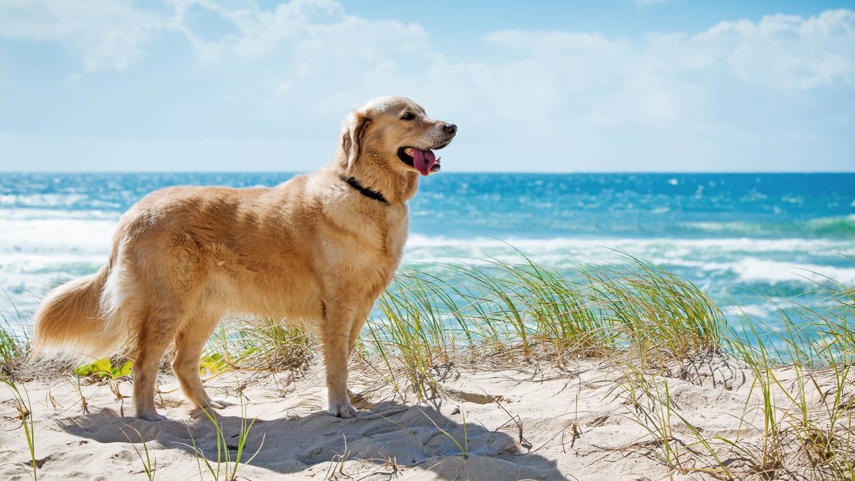 National Golden Retriever Day (February 3rd)